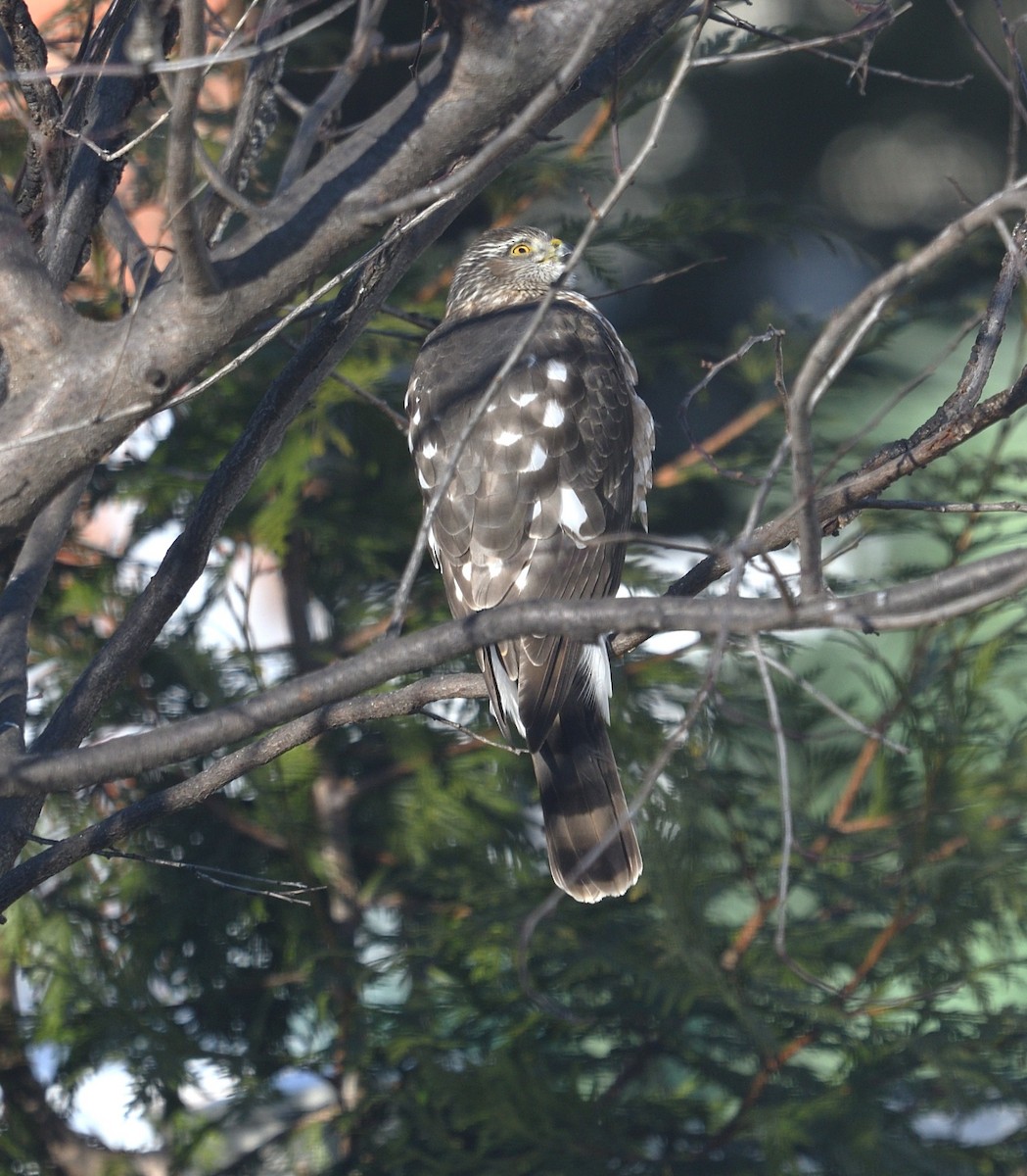 krahujec americký - ML647237028