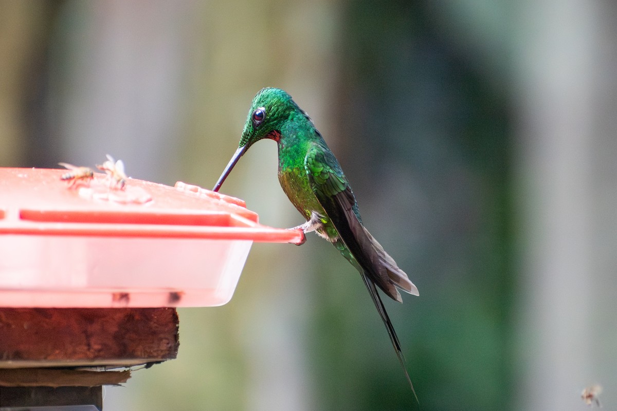 Empress Brilliant - ML647237044