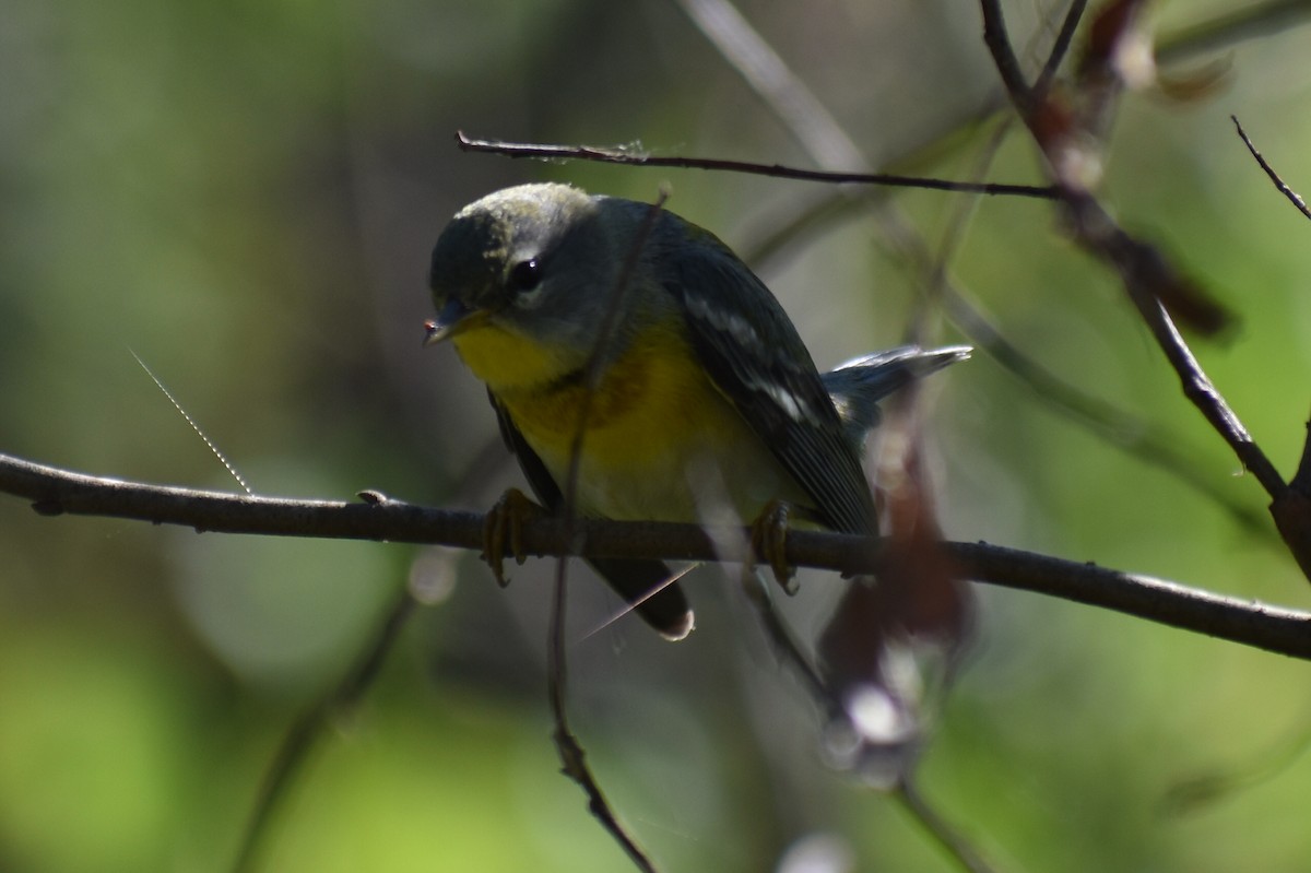 Northern Parula - ML647237057