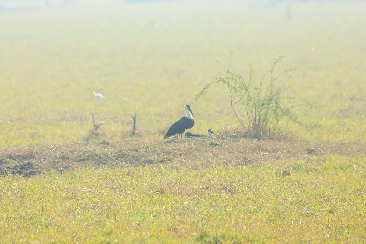 Asian Woolly-necked Stork - ML647237066