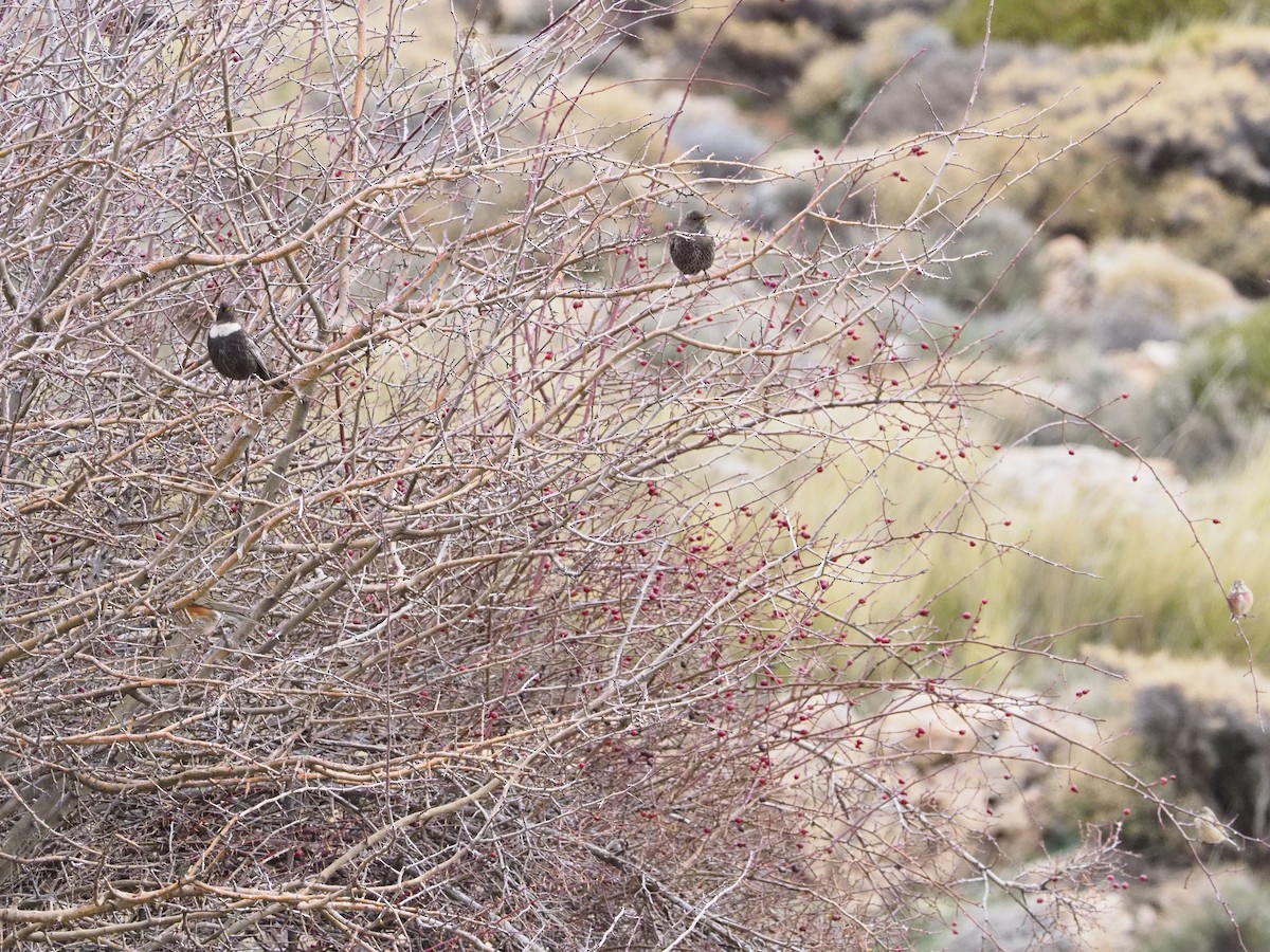 kos horský - ML647237074