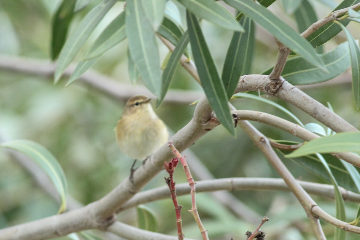 Урианхайн дууч шувуу - ML647237080