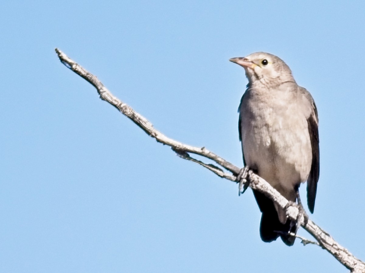 Wattled Starling - ML647237096