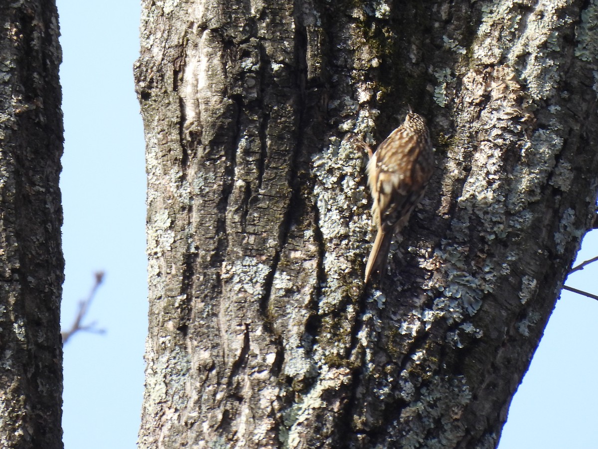 Brown Creeper - ML647237162