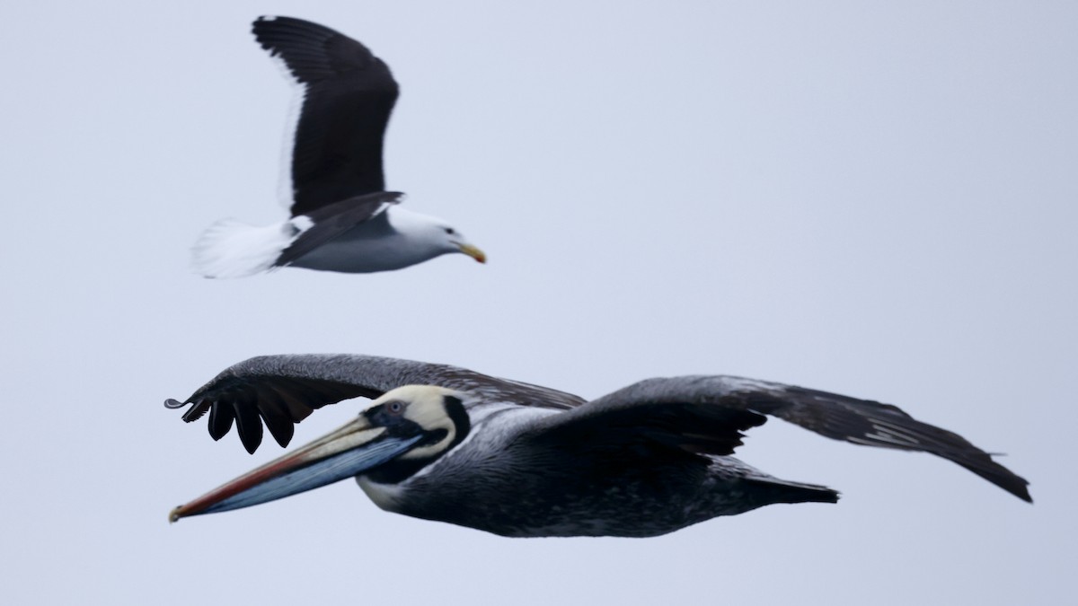 Peruvian Pelican - ML647237167