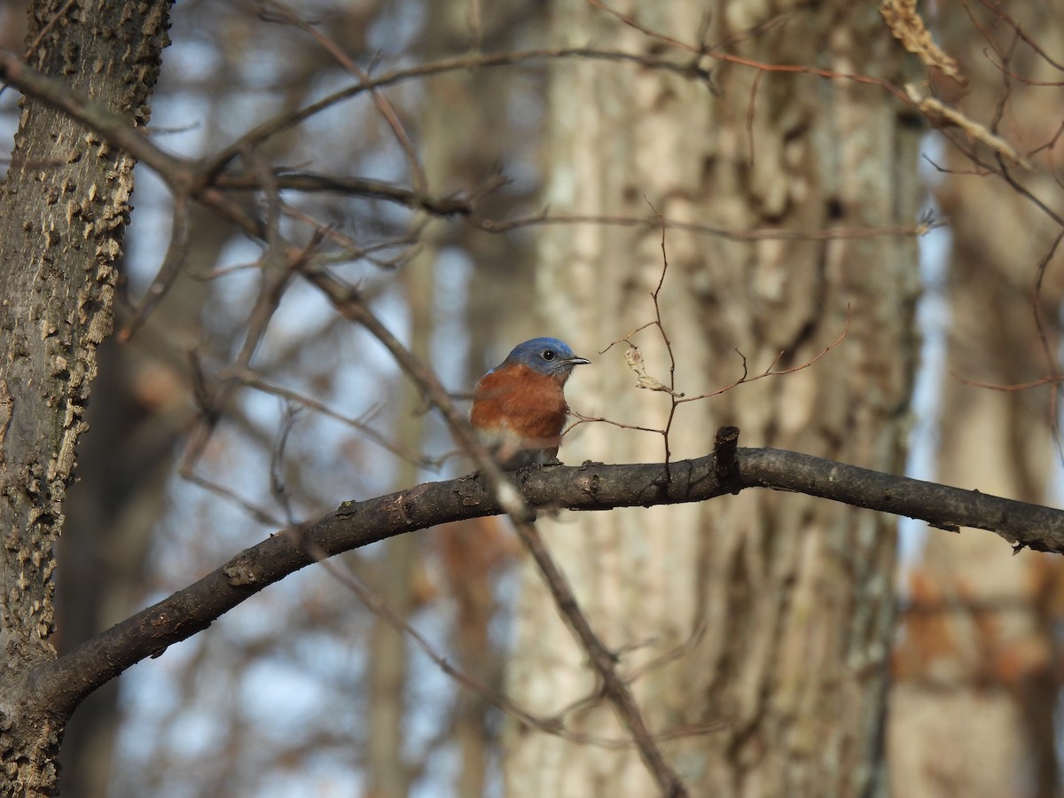 Eastern Bluebird - ML647237171