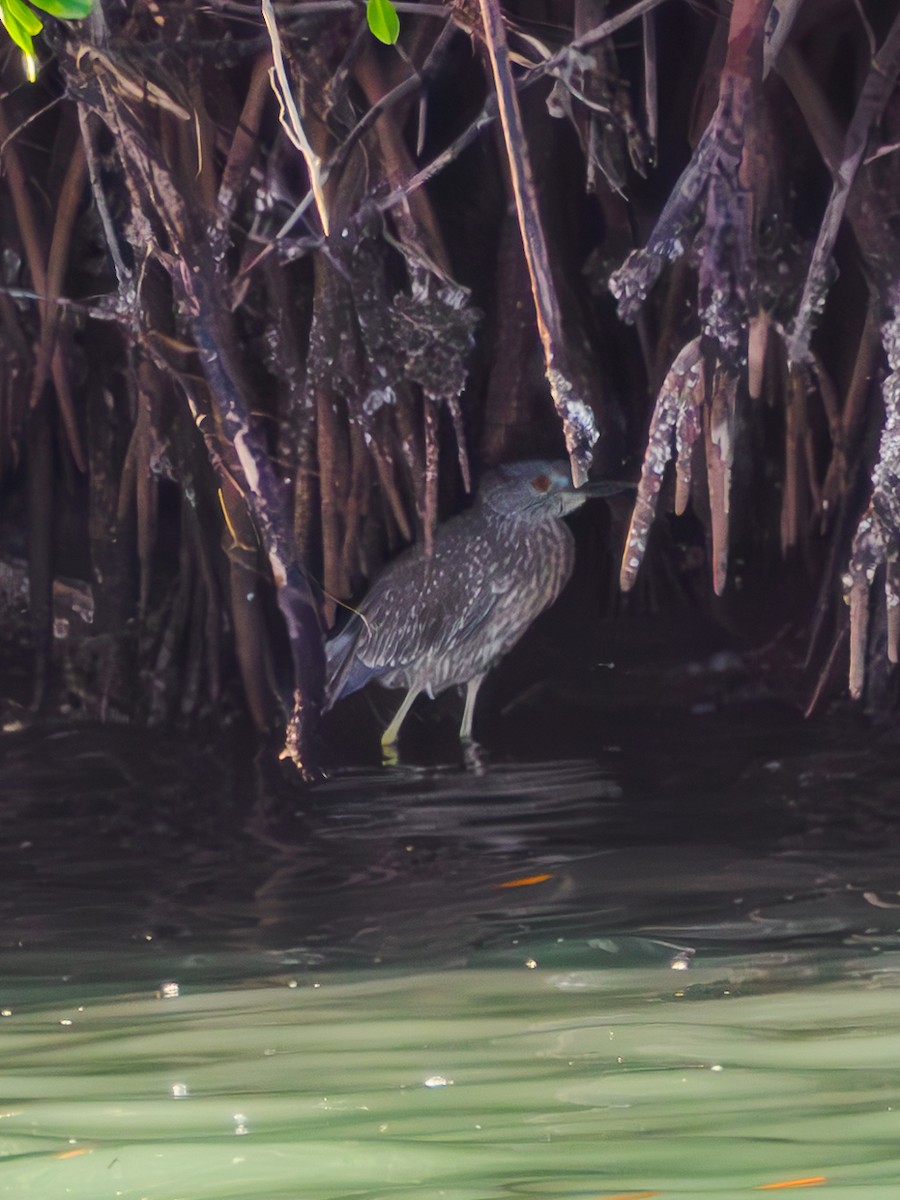 kvakoš žlutočelý - ML647237175