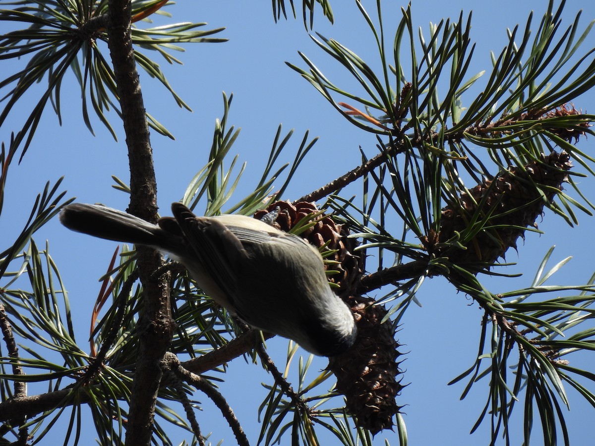 Каролинская гаичка - ML647237182