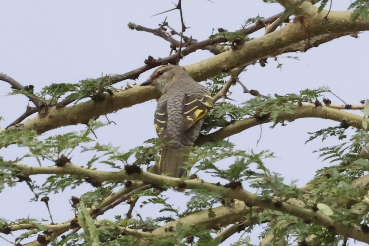 Black Cuckooshrike - ML647237210