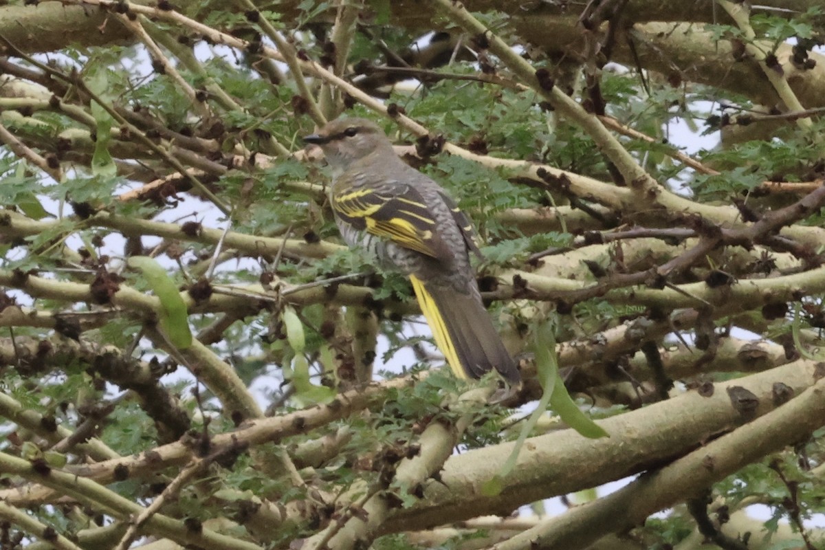 Black Cuckooshrike - ML647237211