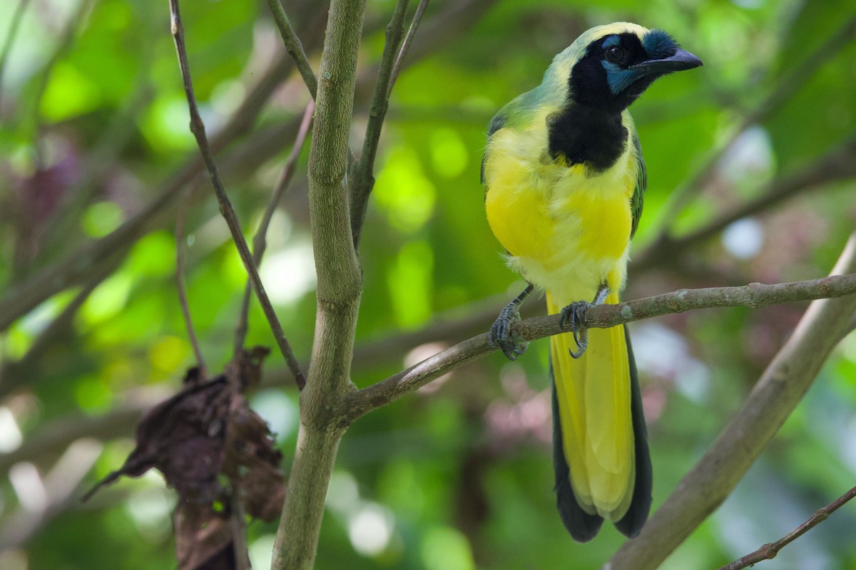 Geai vert (groupe yncas) - ML647237212