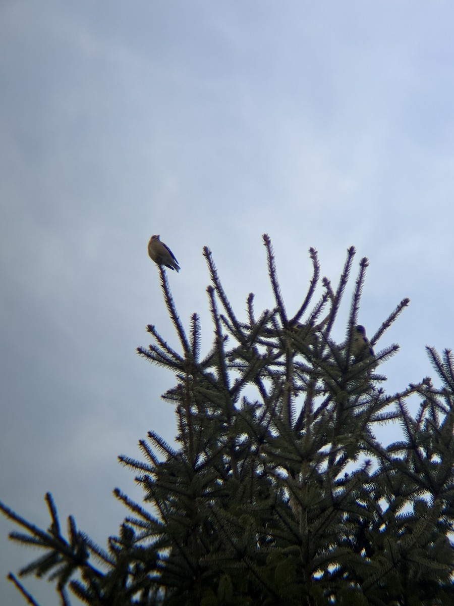 キビタイシメ - ML647237217