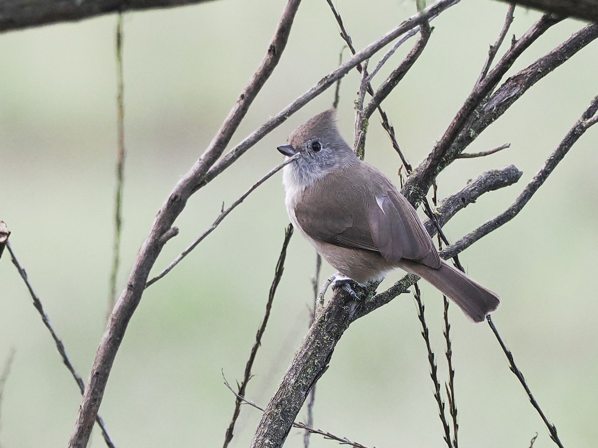 Oak Titmouse - ML647237246