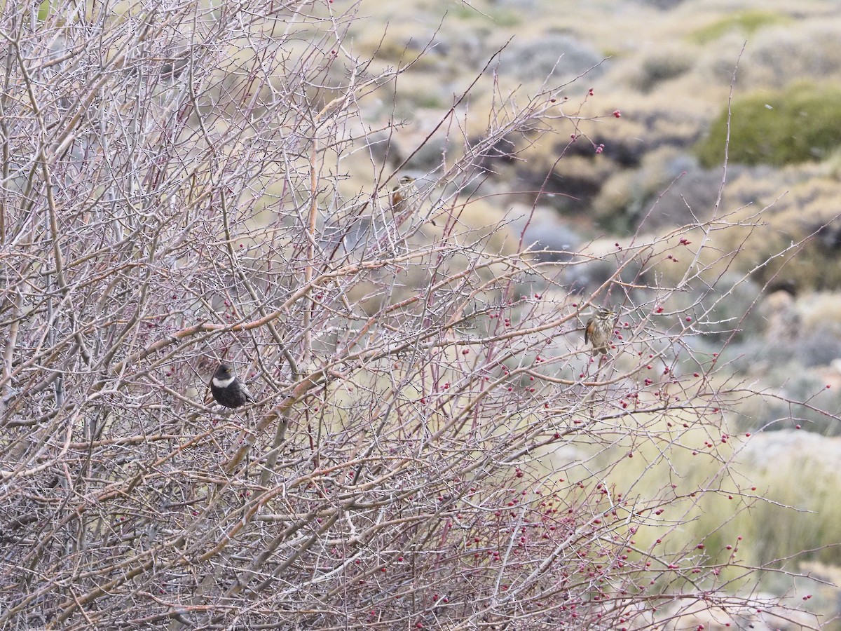 drozd cvrčala - ML647237254