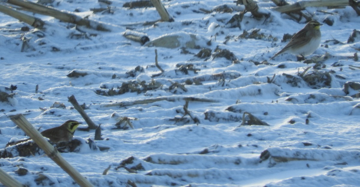 Horned Lark - ML647237255