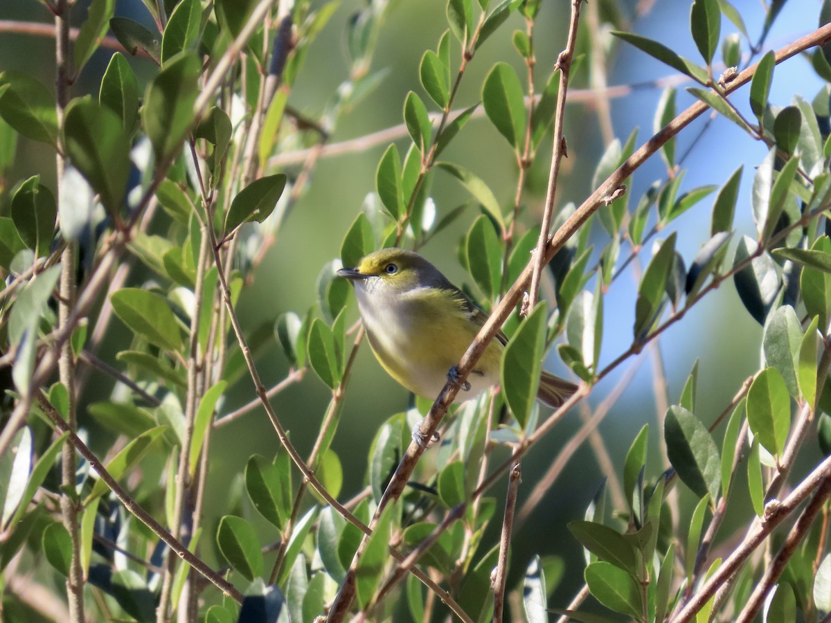 Vireo Ojiblanco - ML647237264