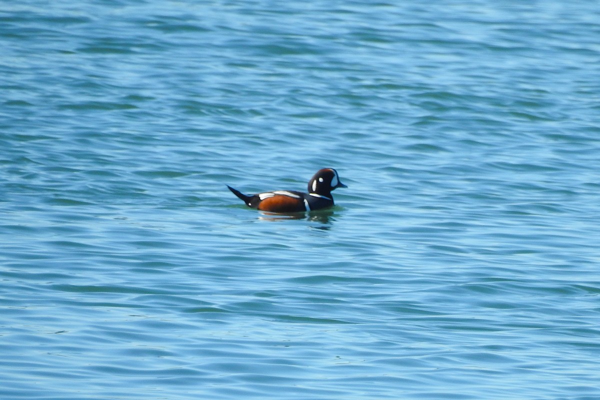 Ahate arlekina - ML647237265