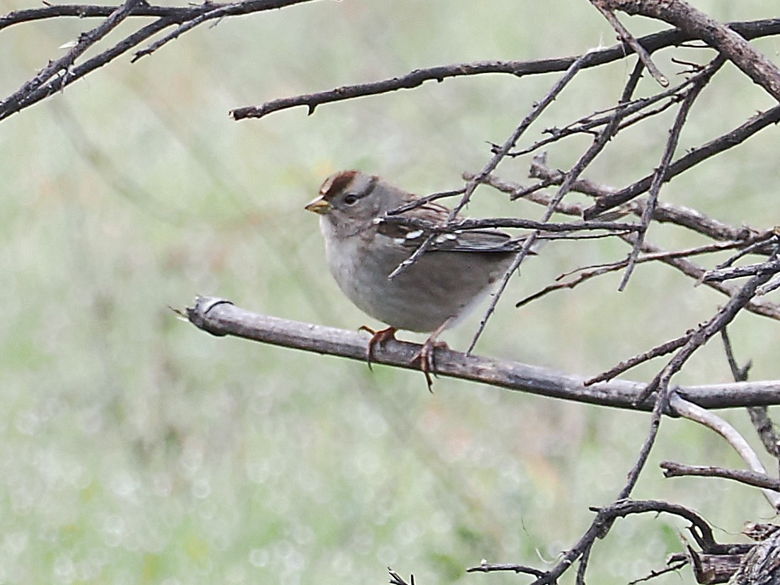 White-crowned Sparrow - ML647237266