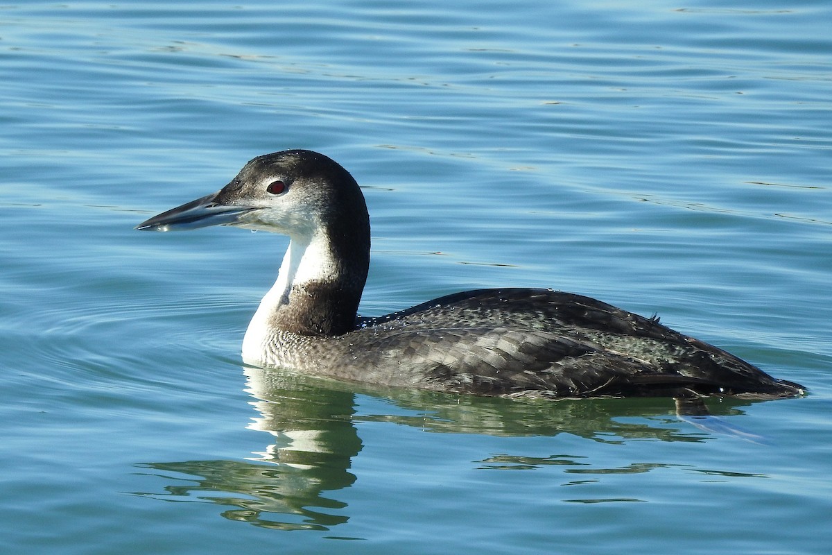 צוללן צפוני - ML647237269
