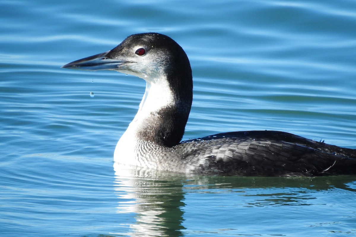 צוללן צפוני - ML647237270