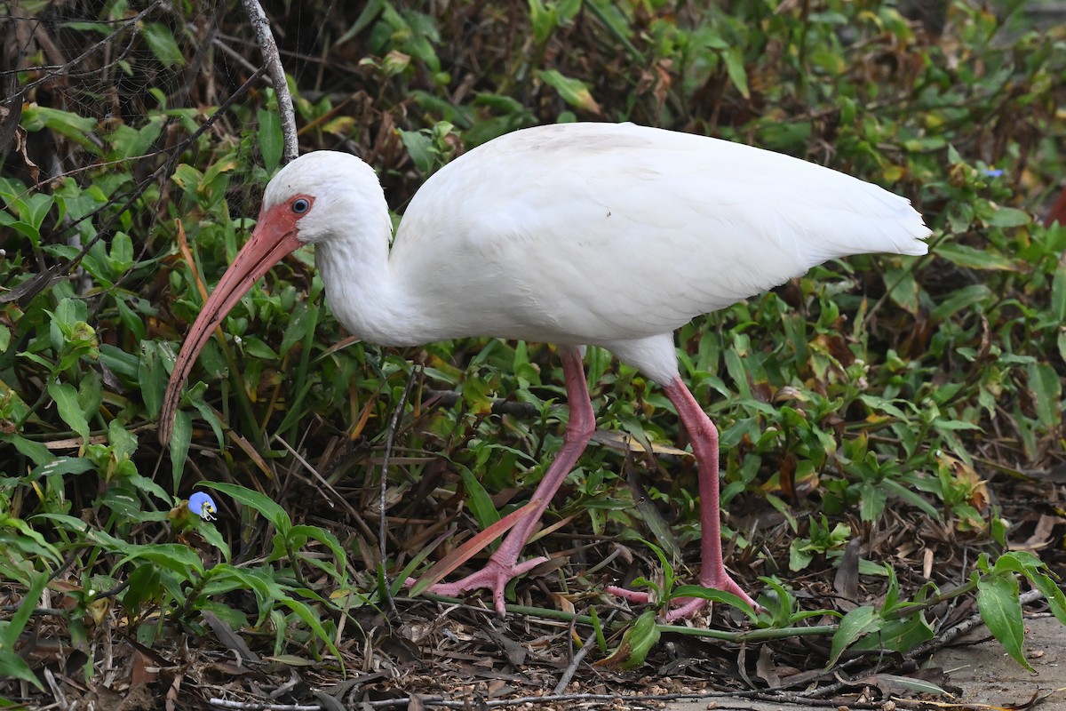 Белый ибис - ML647237271