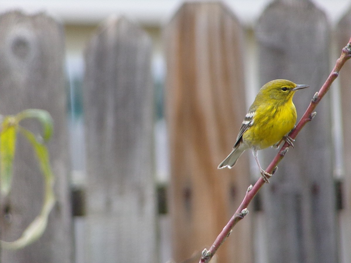 Pine Warbler - ML647237296