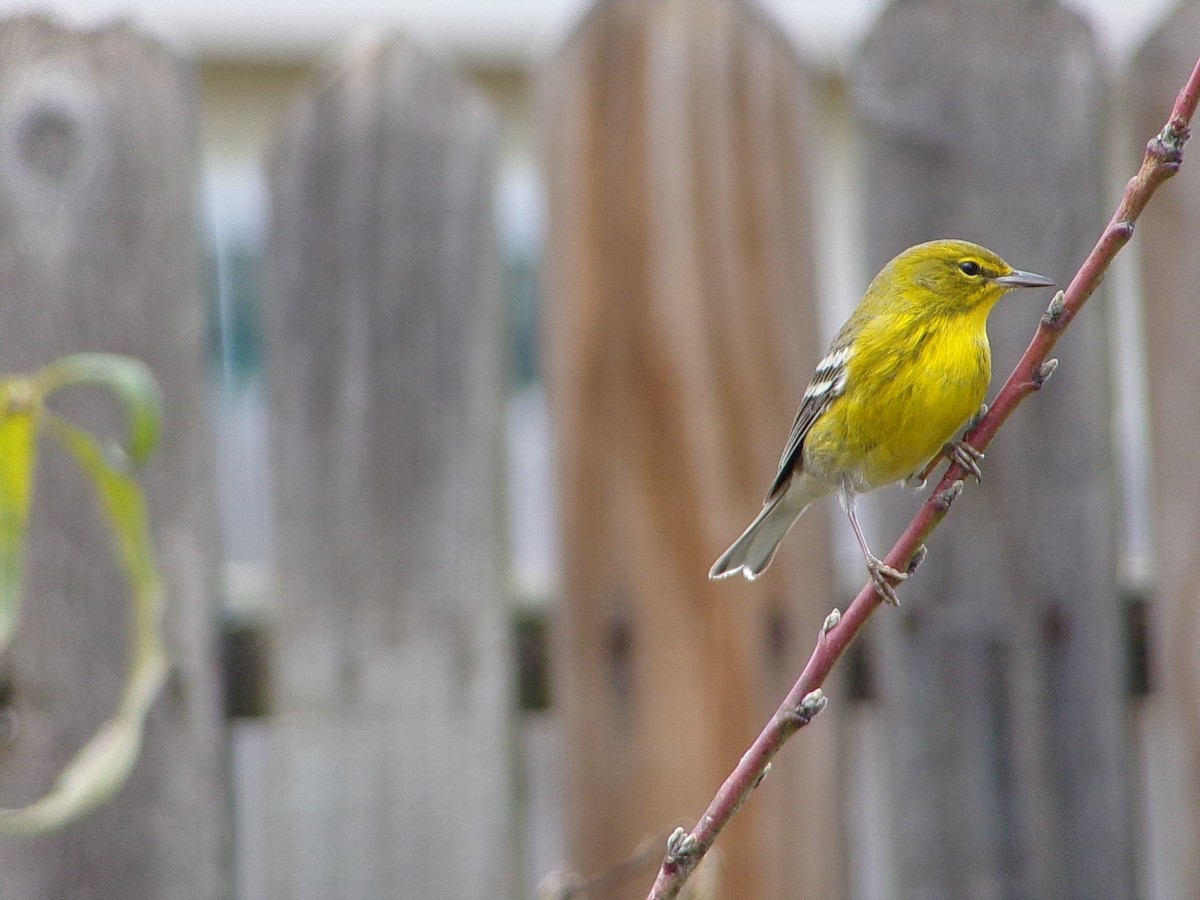 Pine Warbler - ML647237297