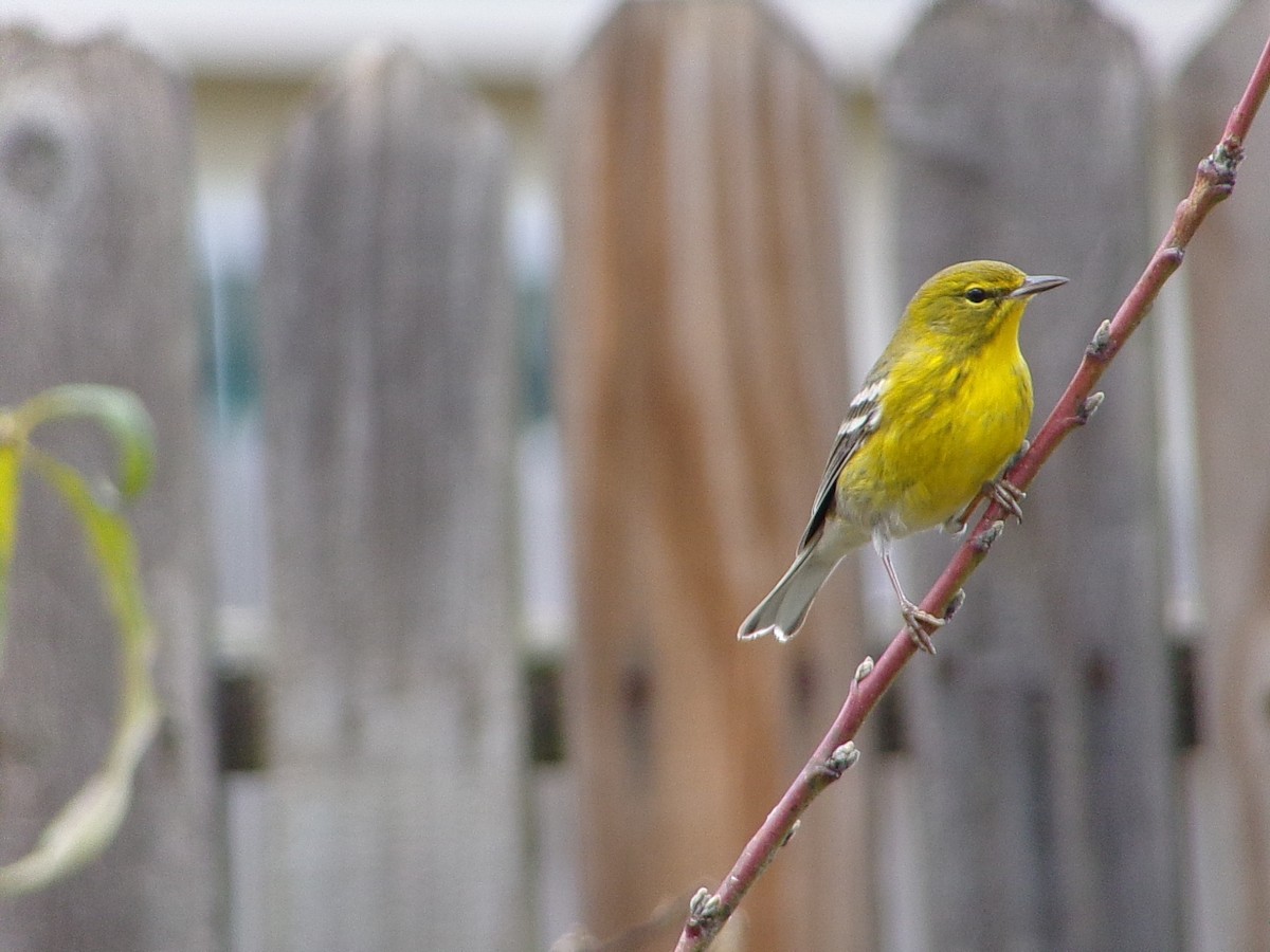 Pine Warbler - ML647237298