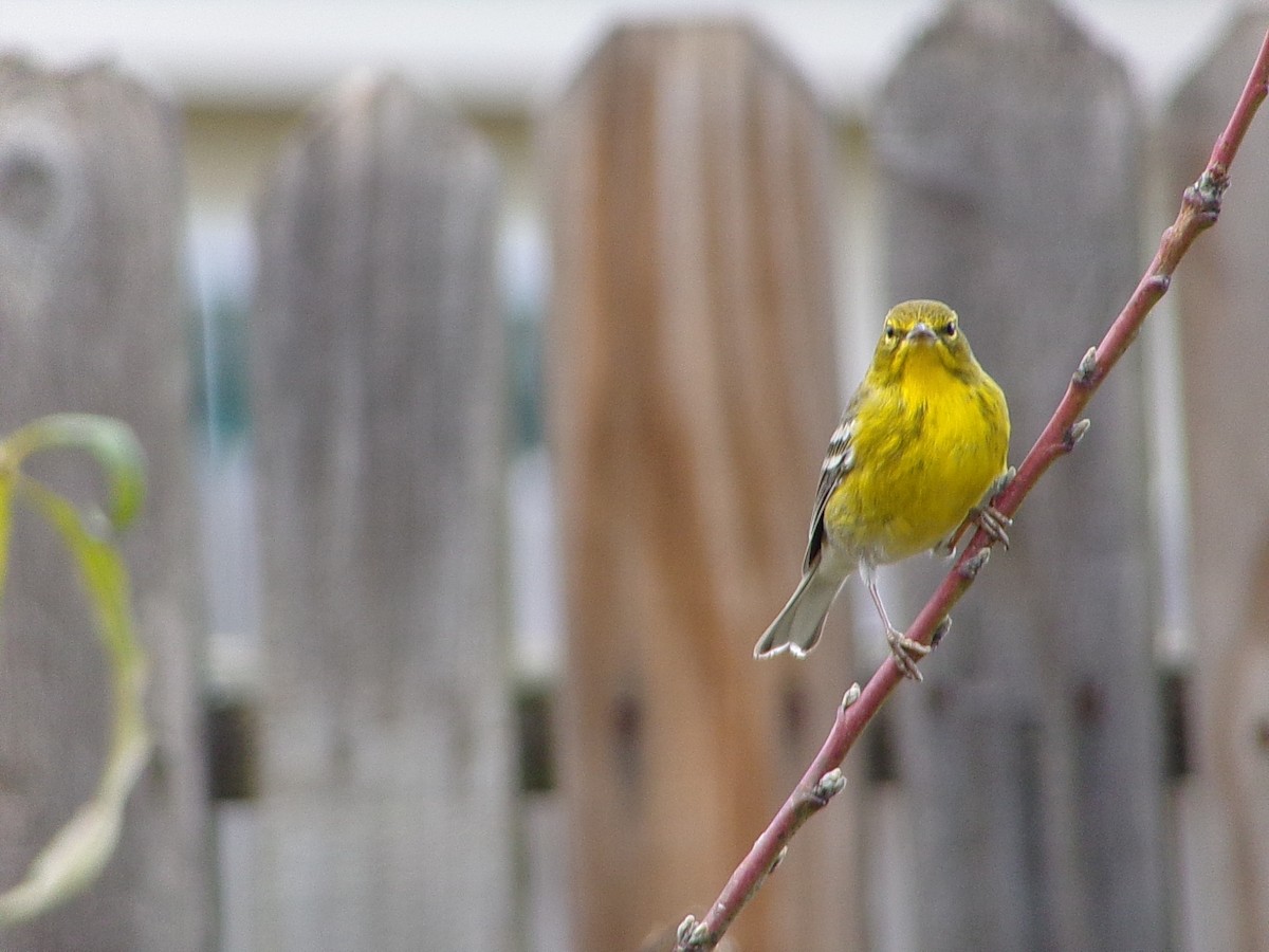 Pine Warbler - ML647237300