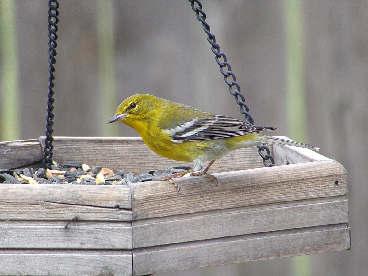 Pine Warbler - ML647237301