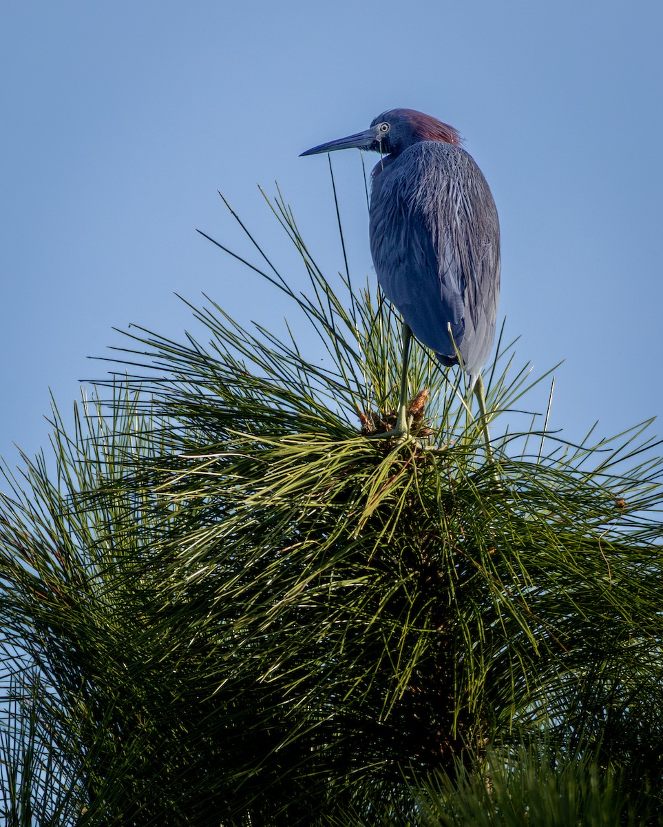 Арама - ML647237305