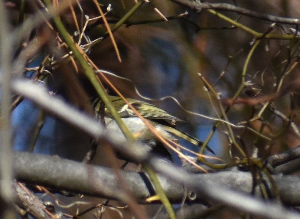 Золотоголовый королёк - ML647237310