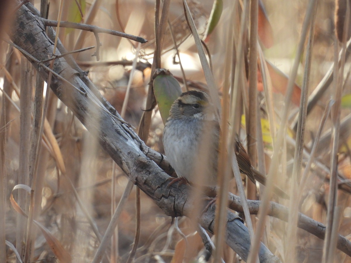 Белогорлая зонотрихия - ML647237311