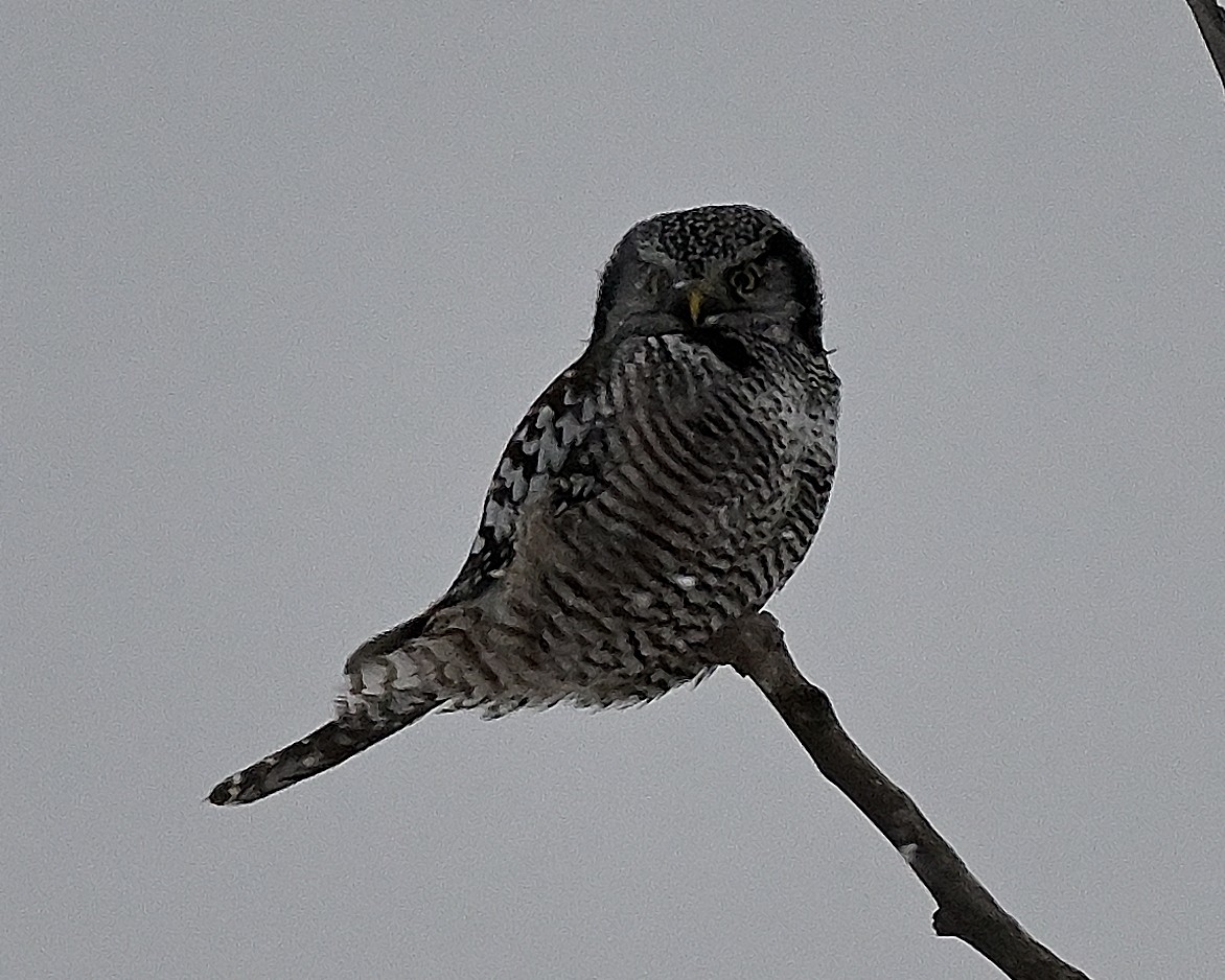 Ястребиная сова - ML647237312