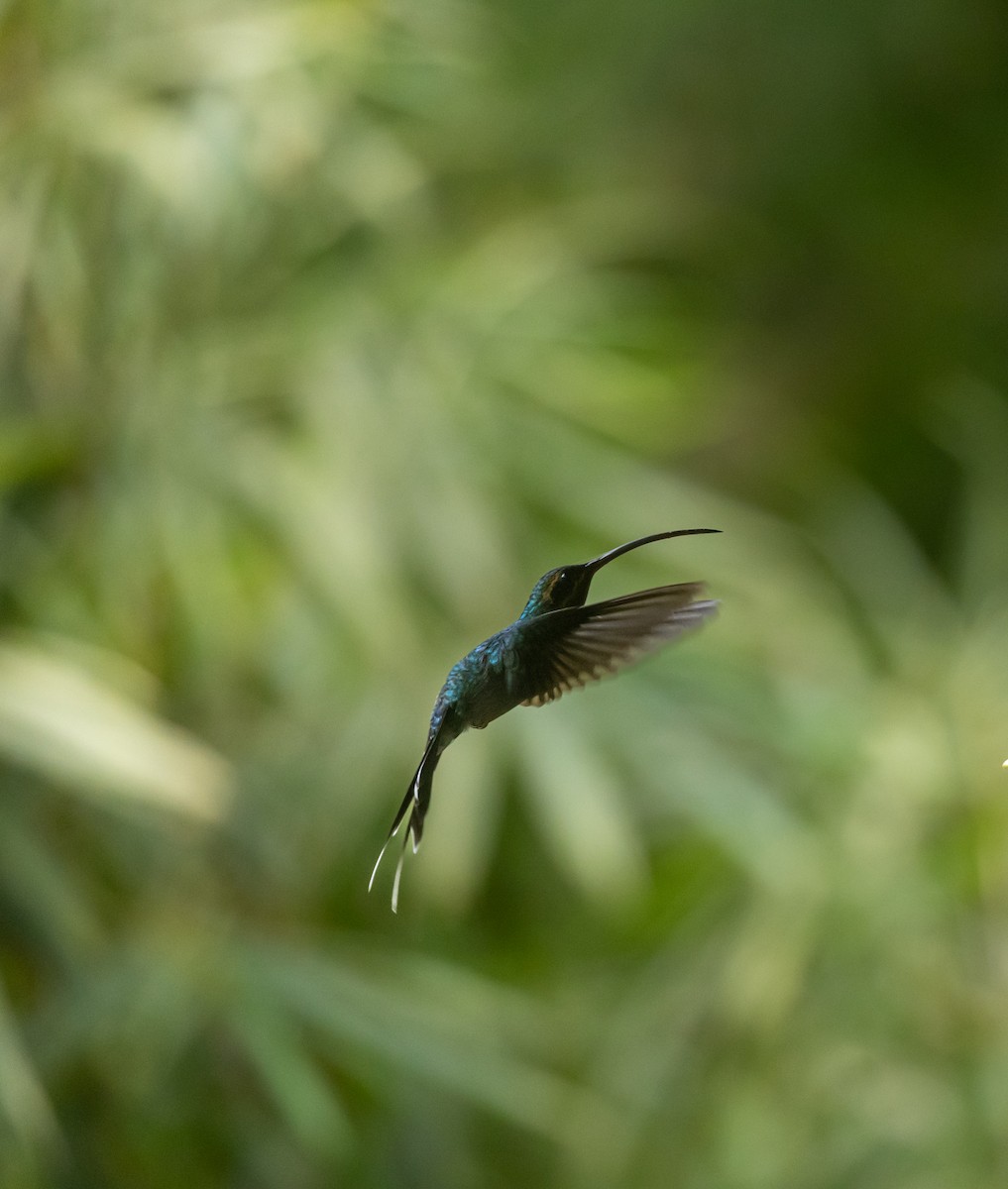 Зелёный колибри-отшельник - ML647237314