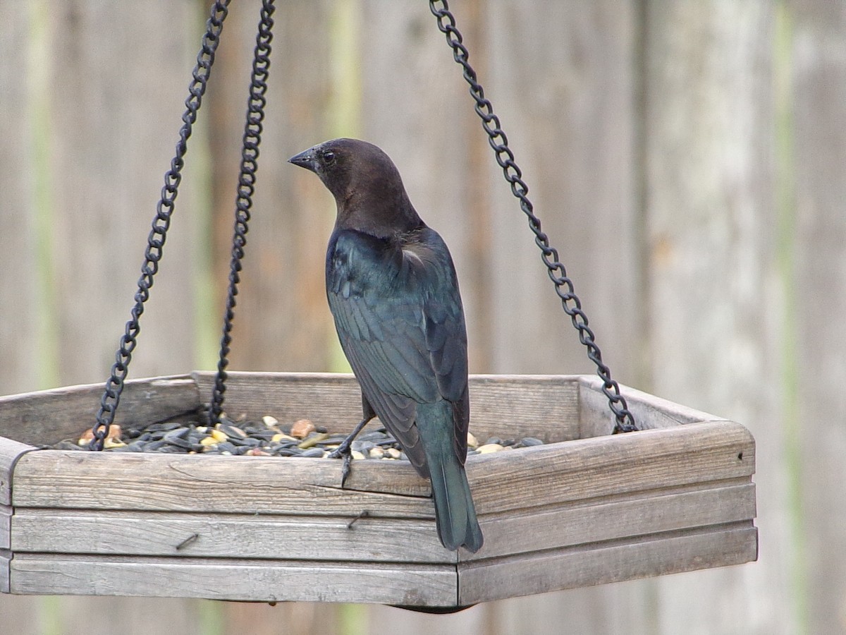 Коровий трупиал, буроголовый желтушник - ML647237316