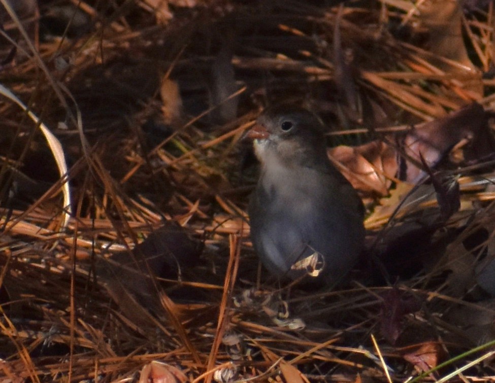 Полевая малая овсянка - ML647237317