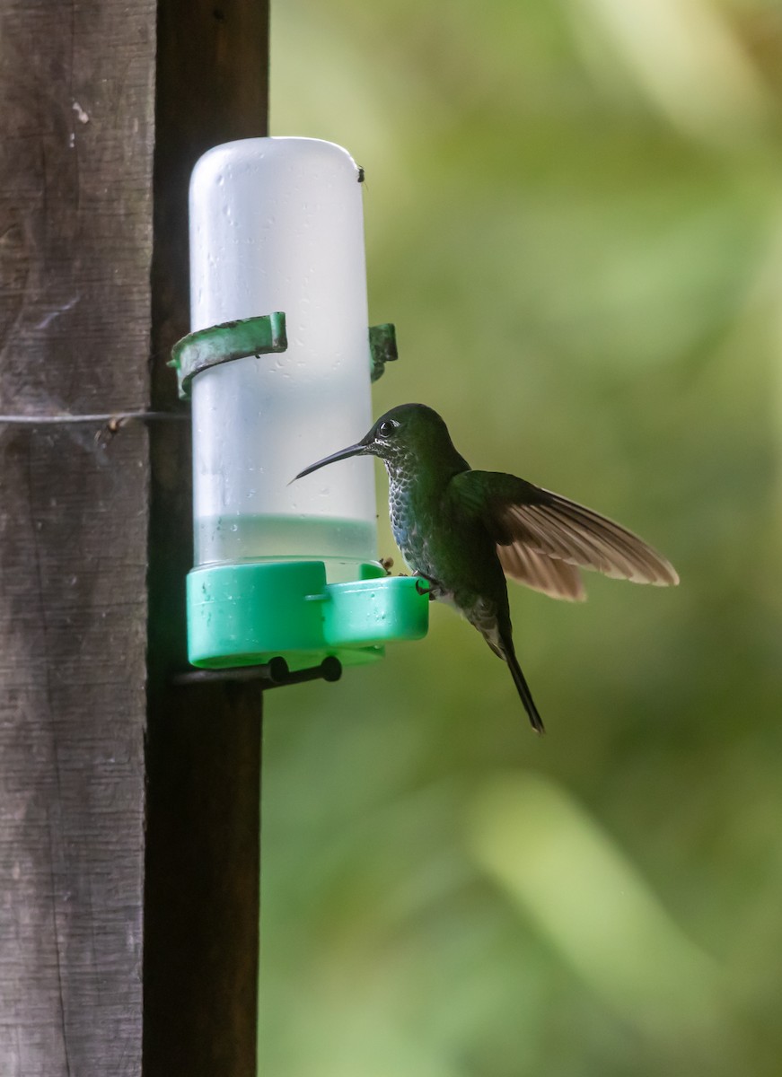 Синегрудый бриллиант - ML647237318