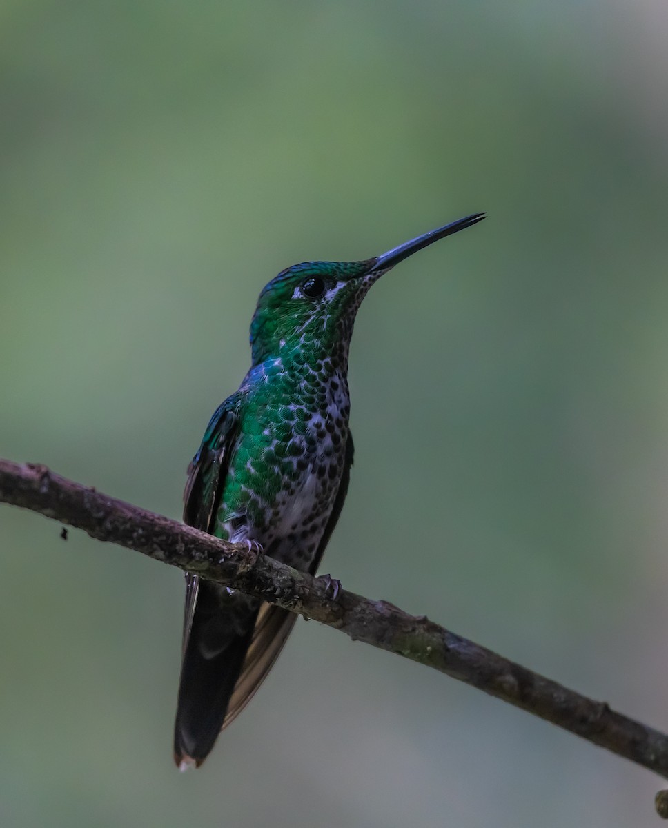 Синегрудый бриллиант - ML647237319