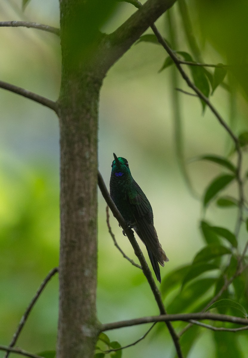 Синегрудый бриллиант - ML647237320