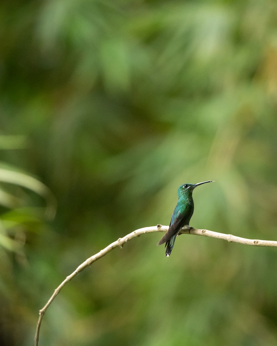 Синегрудый бриллиант - ML647237321