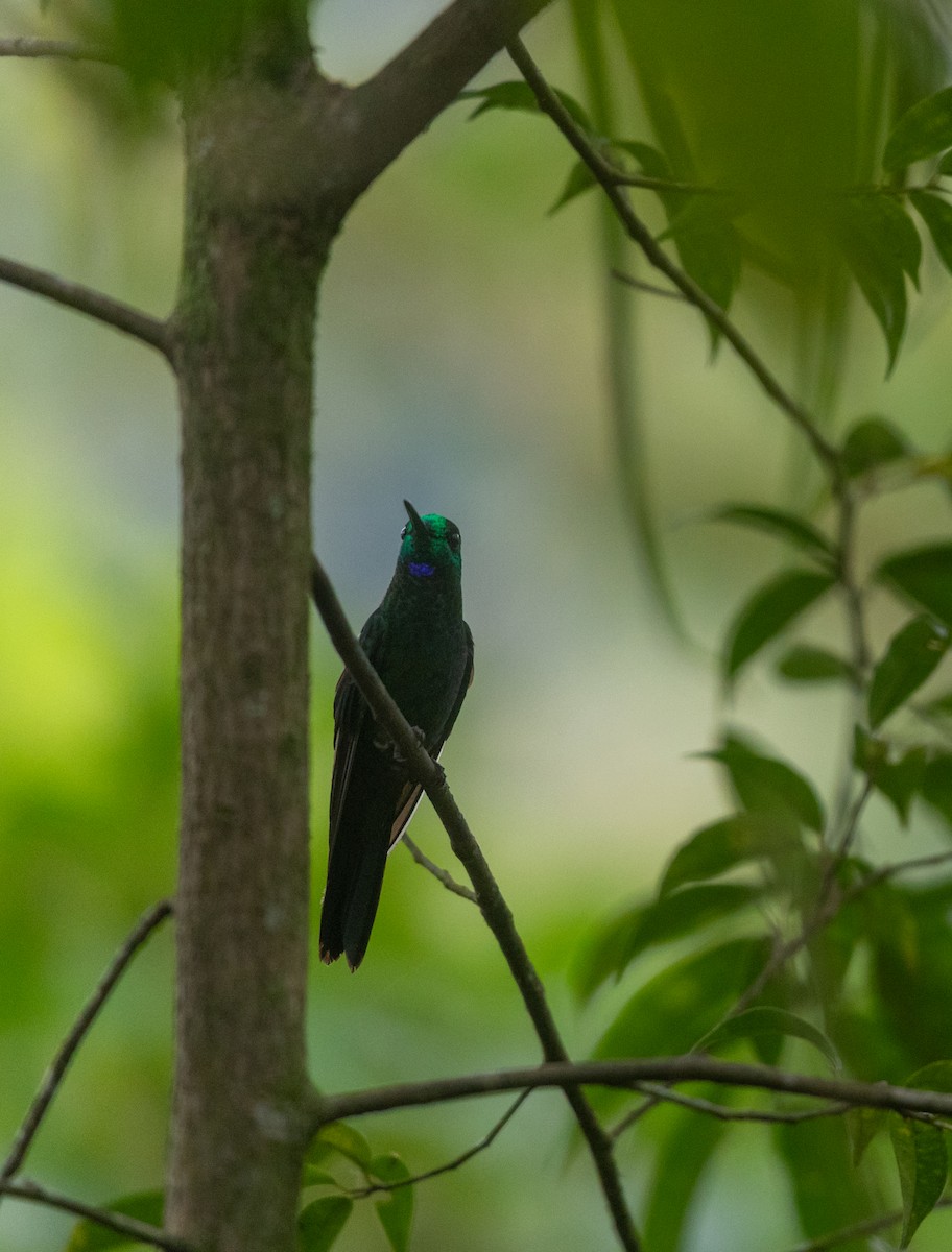 Синегрудый бриллиант - ML647237322