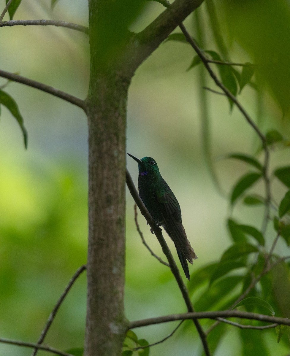 Синегрудый бриллиант - ML647237323