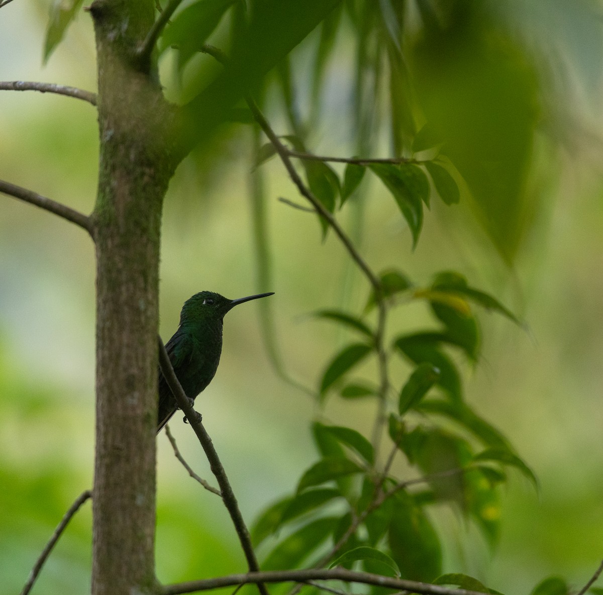 Синегрудый бриллиант - ML647237324