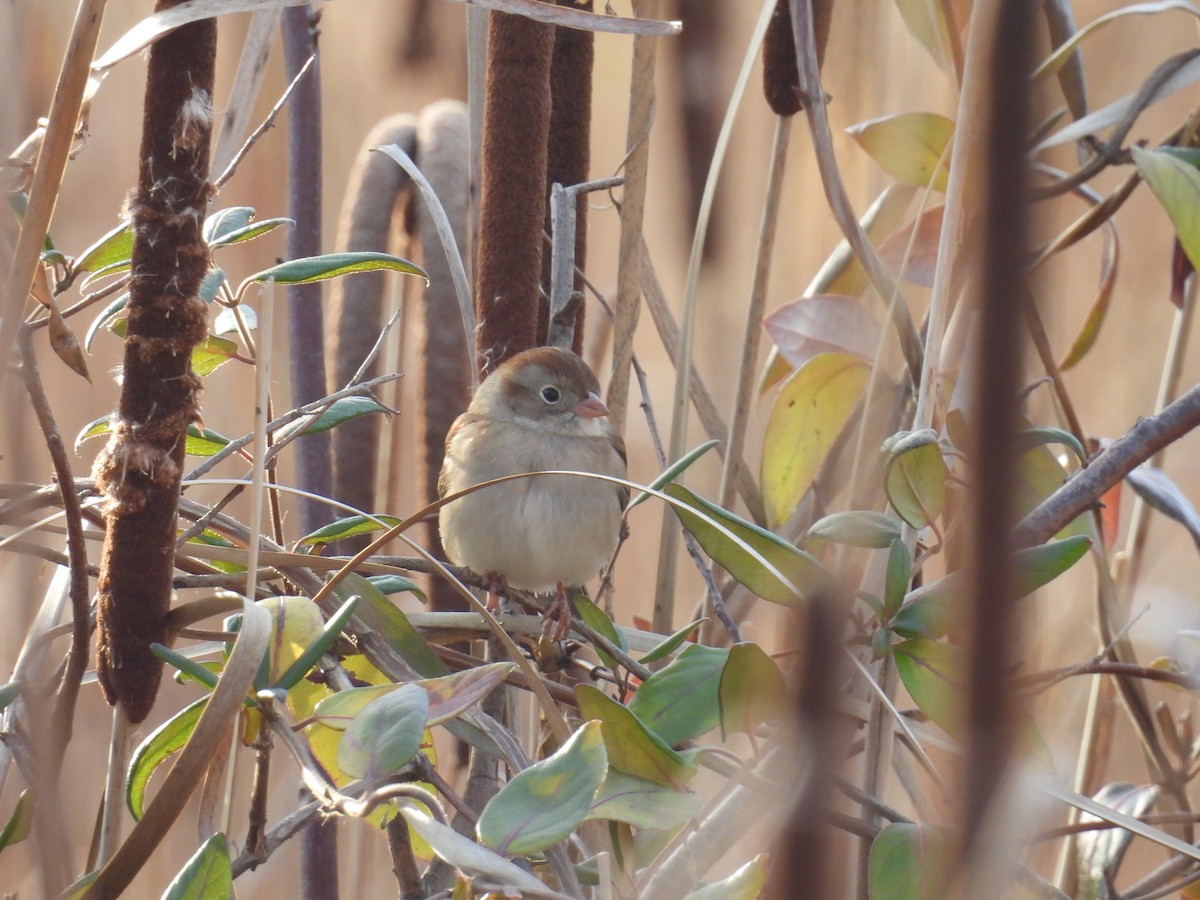Полевая малая овсянка - ML647237325