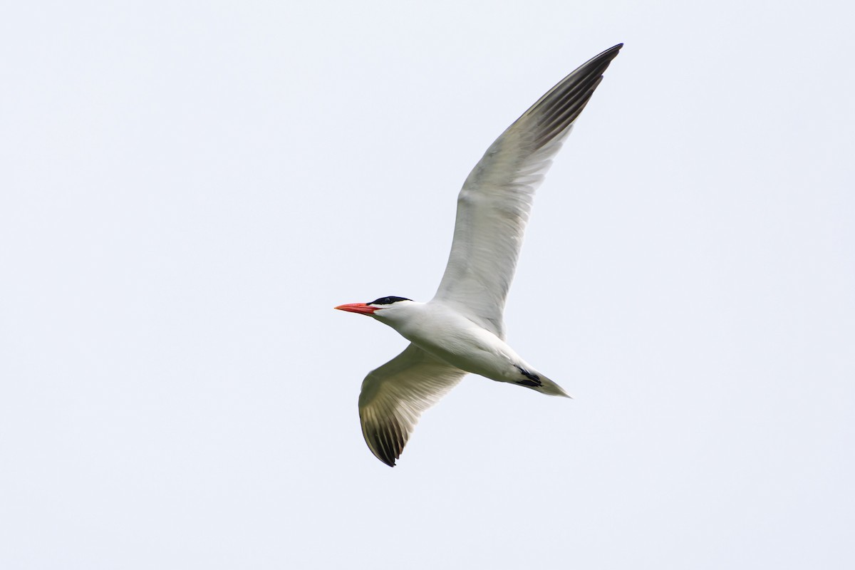 Чеграва - ML647237328