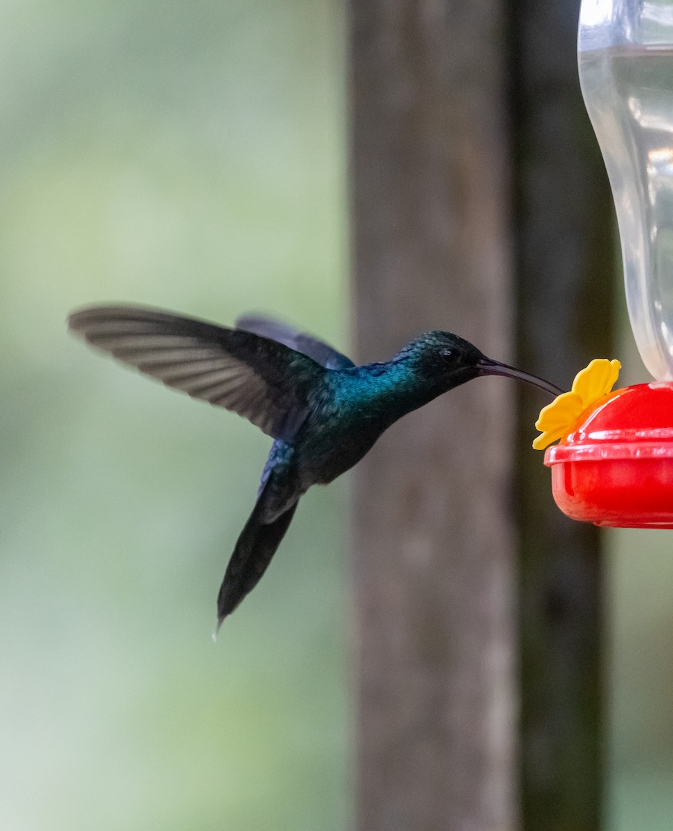 Фиолетовый саблекрыл - ML647237329