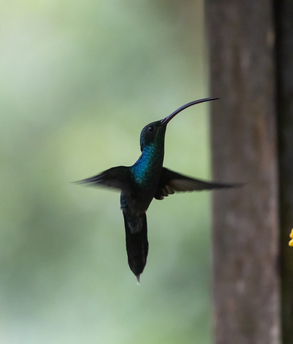 Фиолетовый саблекрыл - ML647237330