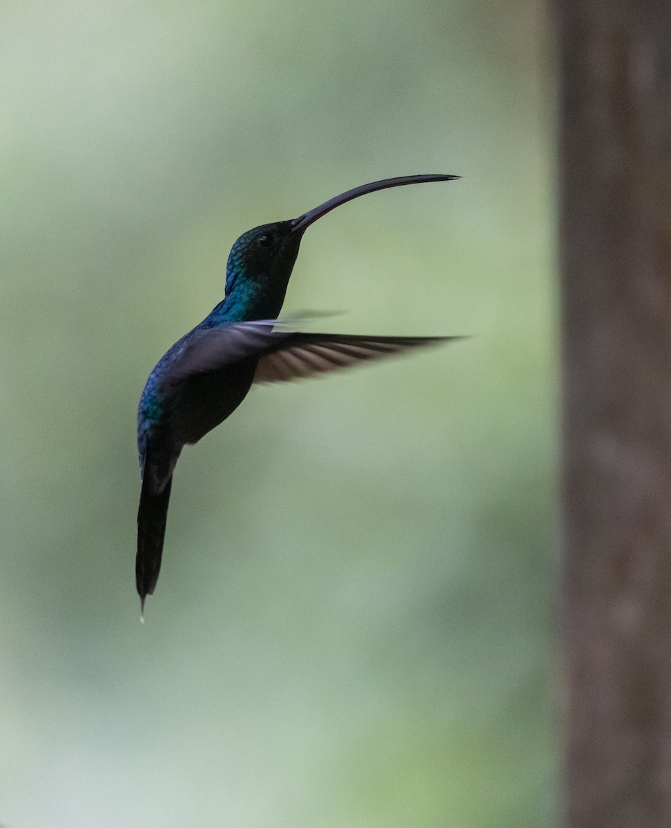 Фиолетовый саблекрыл - ML647237331