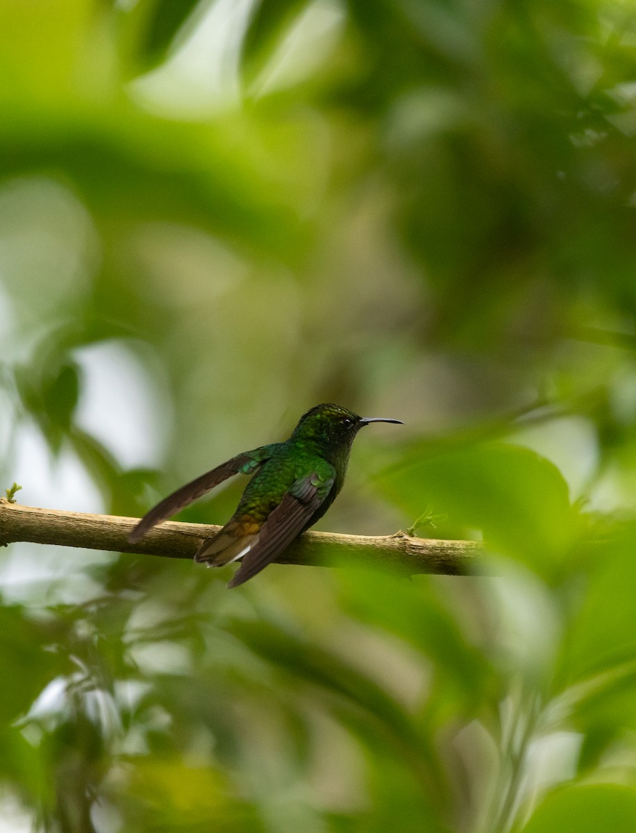 Медноголовая эльвира - ML647237339